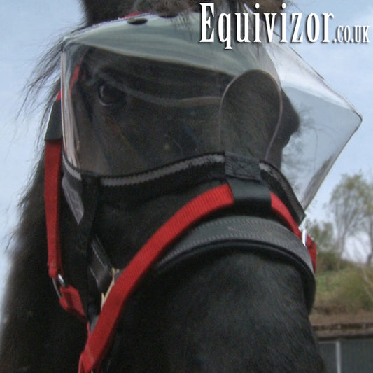 Recovery Equivizor - Light - Foal