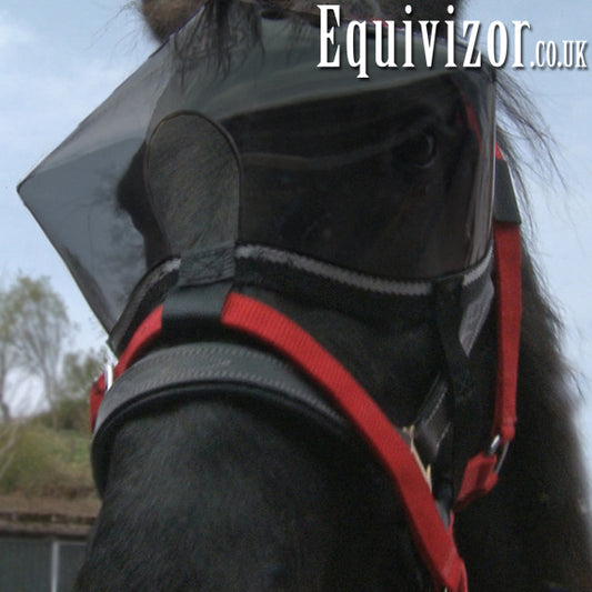 Recovery Equivizor - Dark - Foal